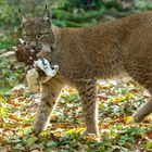 Luchs mit Beute 001