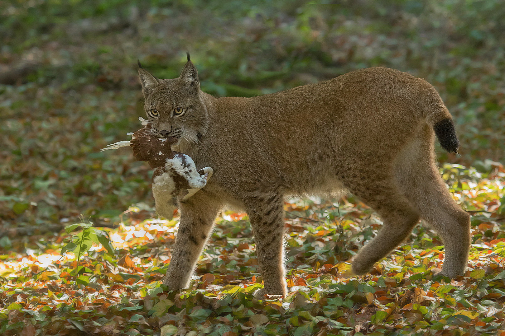 Luchs mit Beute 001