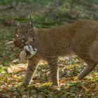 Luchs mit Beute 001