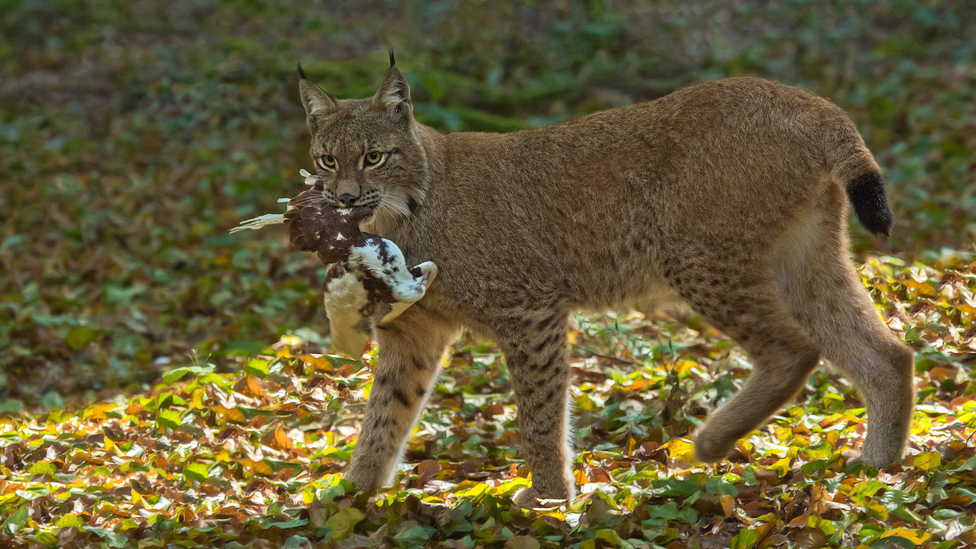 Luchs mit Beute 001