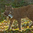 Luchs mit Beute 001