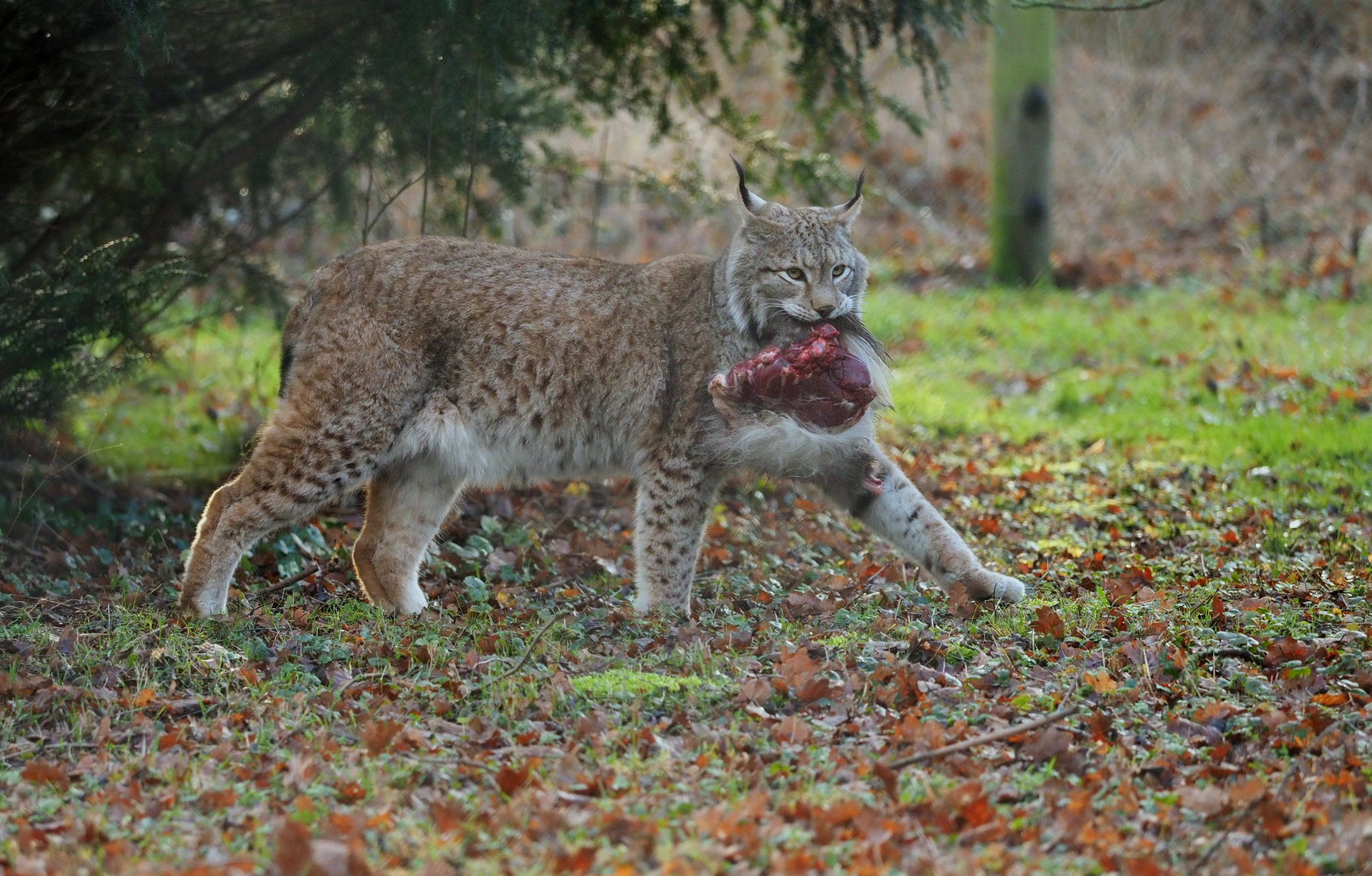 Luchs mit Beute