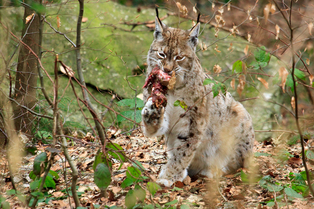 Luchs mit Beute