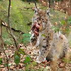 Luchs mit Beute