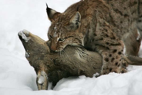 Luchs mit Beute