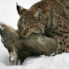 Luchs mit Beute