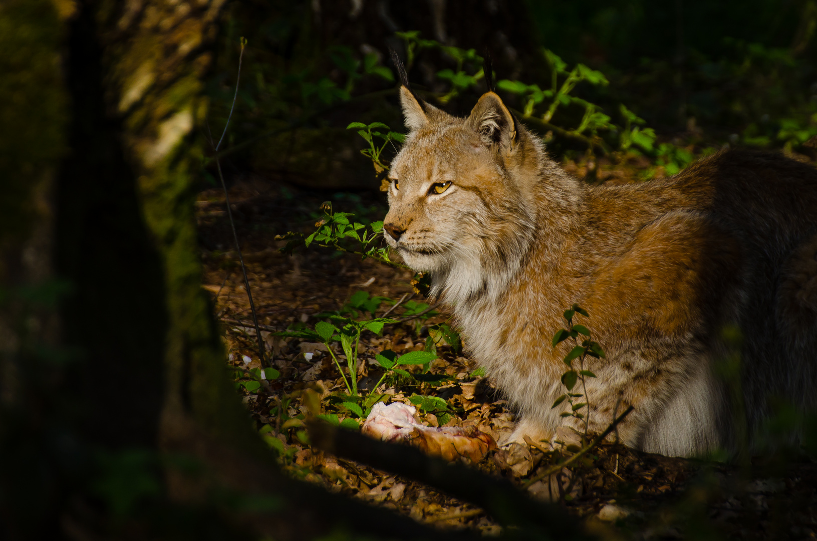 Luchs mit Beute