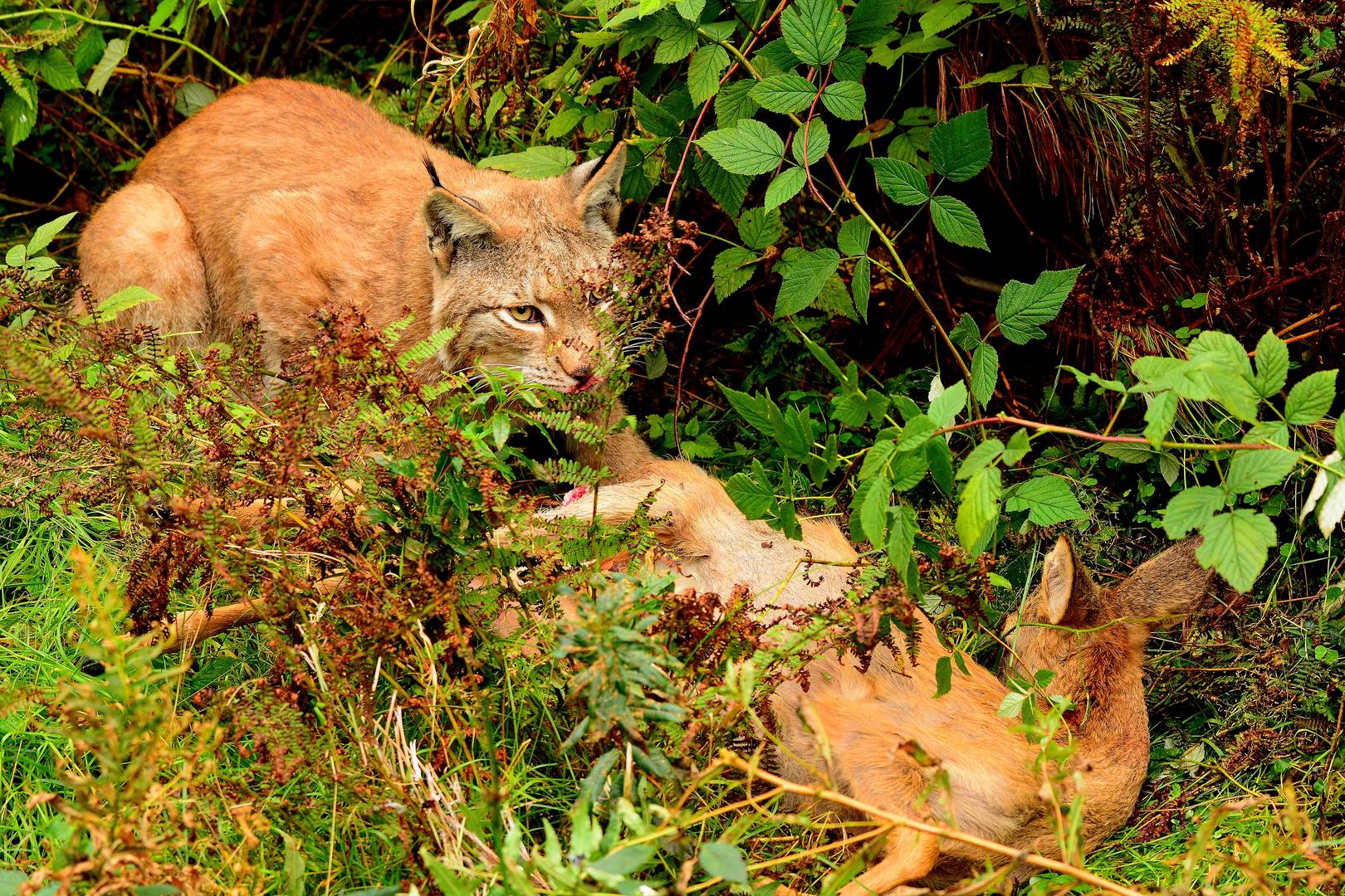 Luchs mit Beute