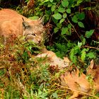 Luchs mit Beute