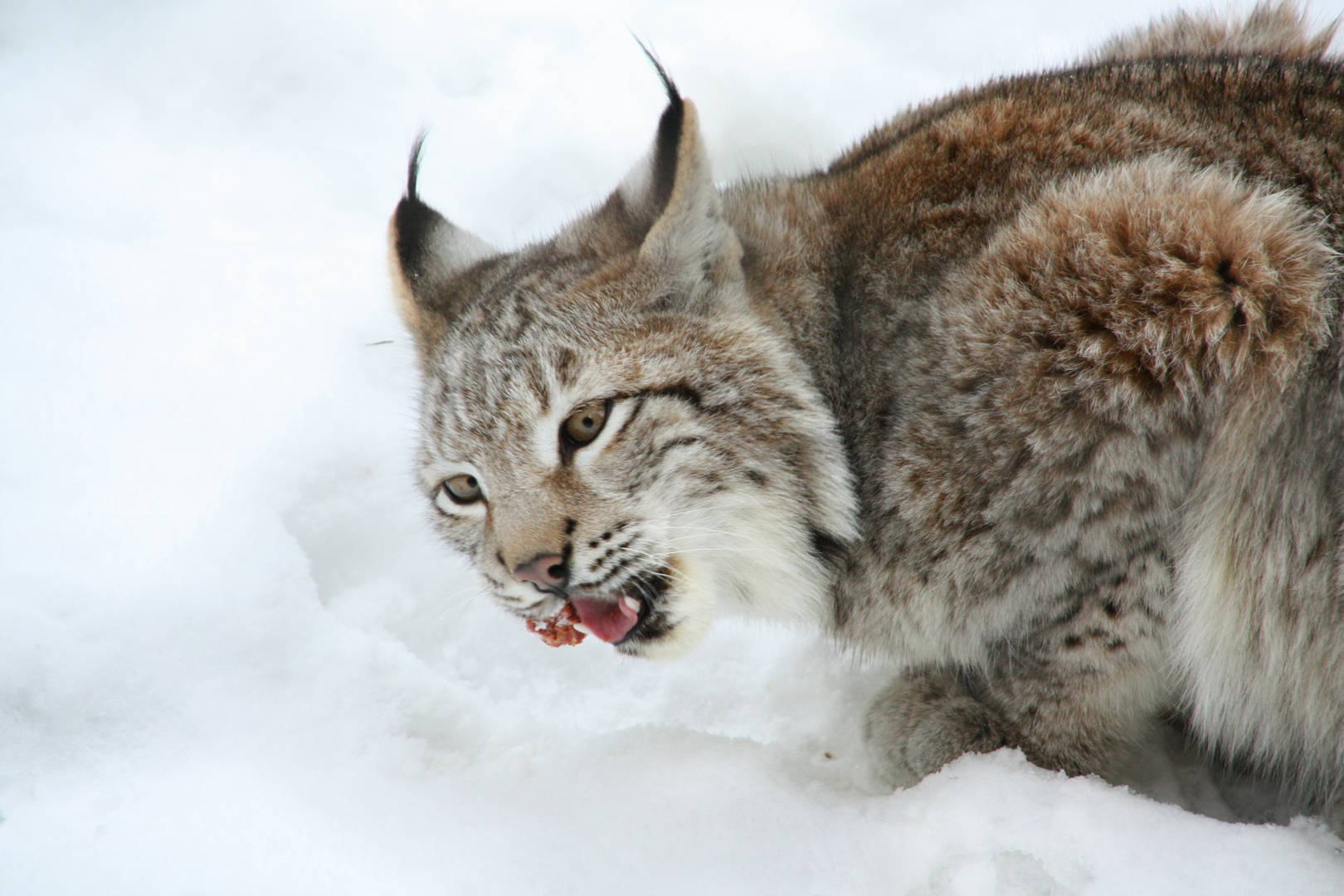 Luchs mit Beute