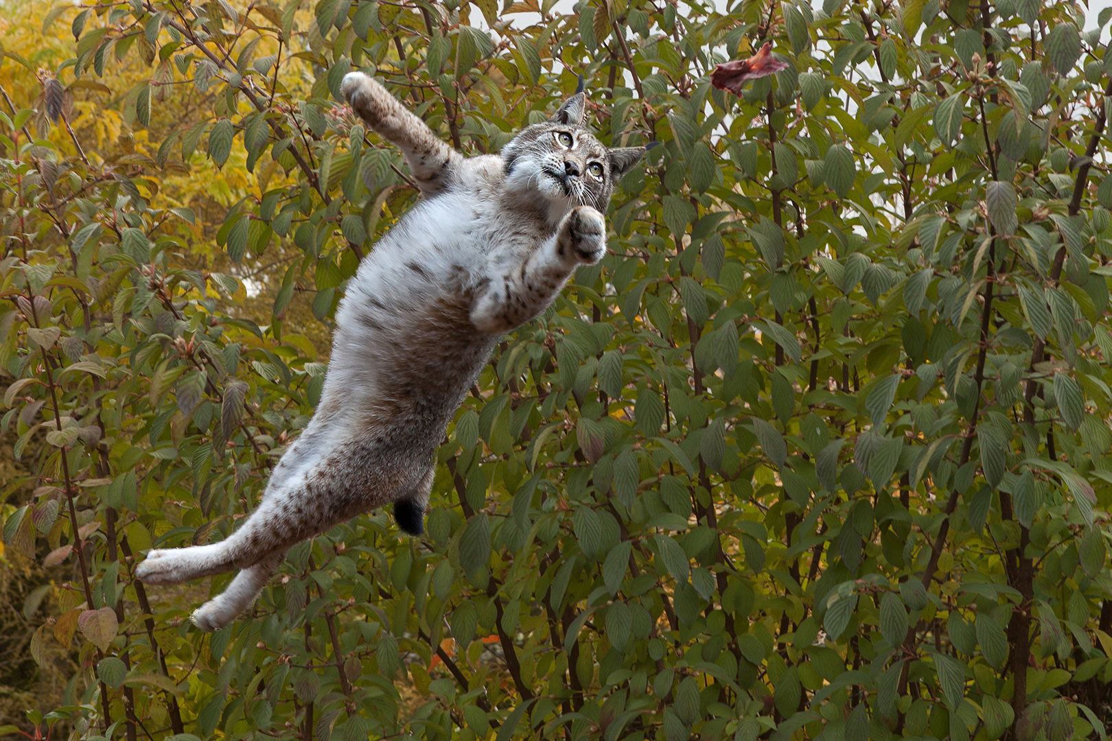 Luchs mit Fleisch 002