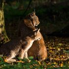 Luchs mit Jungem in Tambach