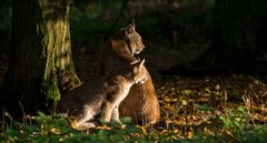 Luchs mit Jungem in Tambach