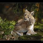 Luchs mit Jungem • Nationalpark Bayerischer Wald, Deutschland (16-22035)