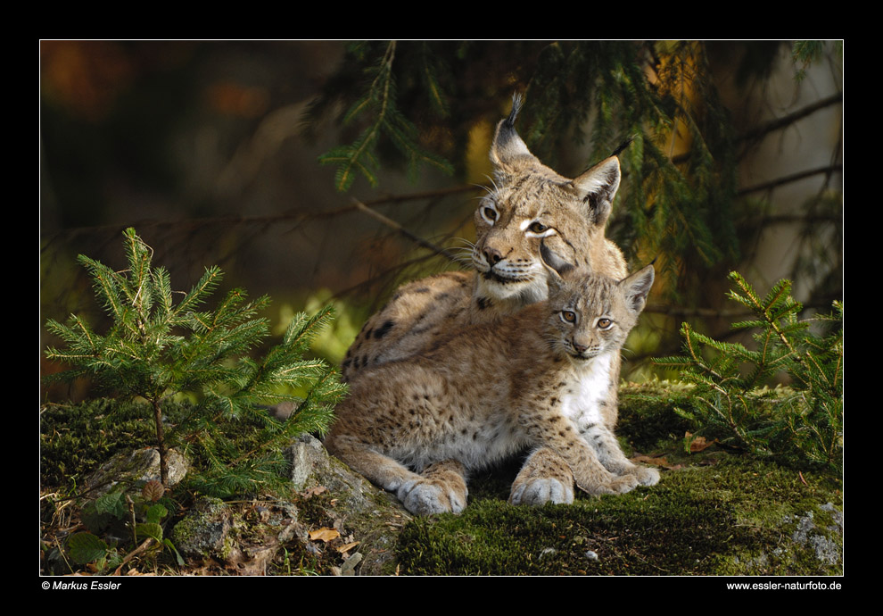 Luchs mit Jungem • Nationalpark Bayerischer Wald, Deutschland (16-22035)