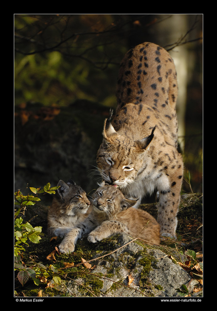 Luchs mit Jungen • Nationalpark Bayerischer Wald, Deutschland (16-22048)