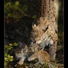 Luchs mit Jungen • Nationalpark Bayerischer Wald, Deutschland (16-22048)