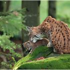 Luchs mit Jungtier