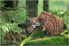 Luchs mit Jungtier