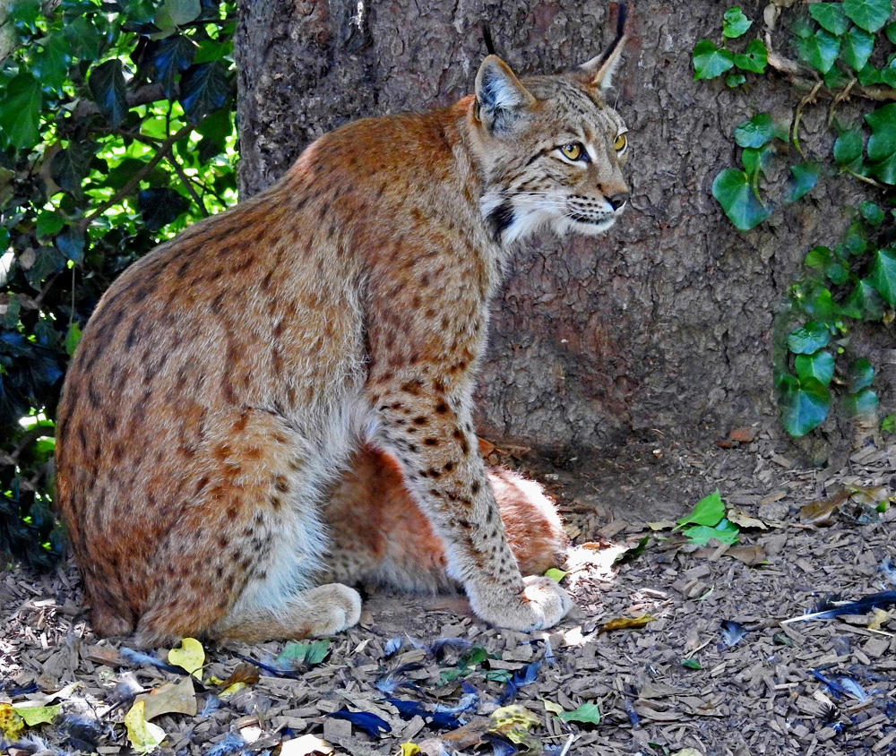 Luchs mit Jungtier...