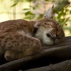 Luchs mit Kater