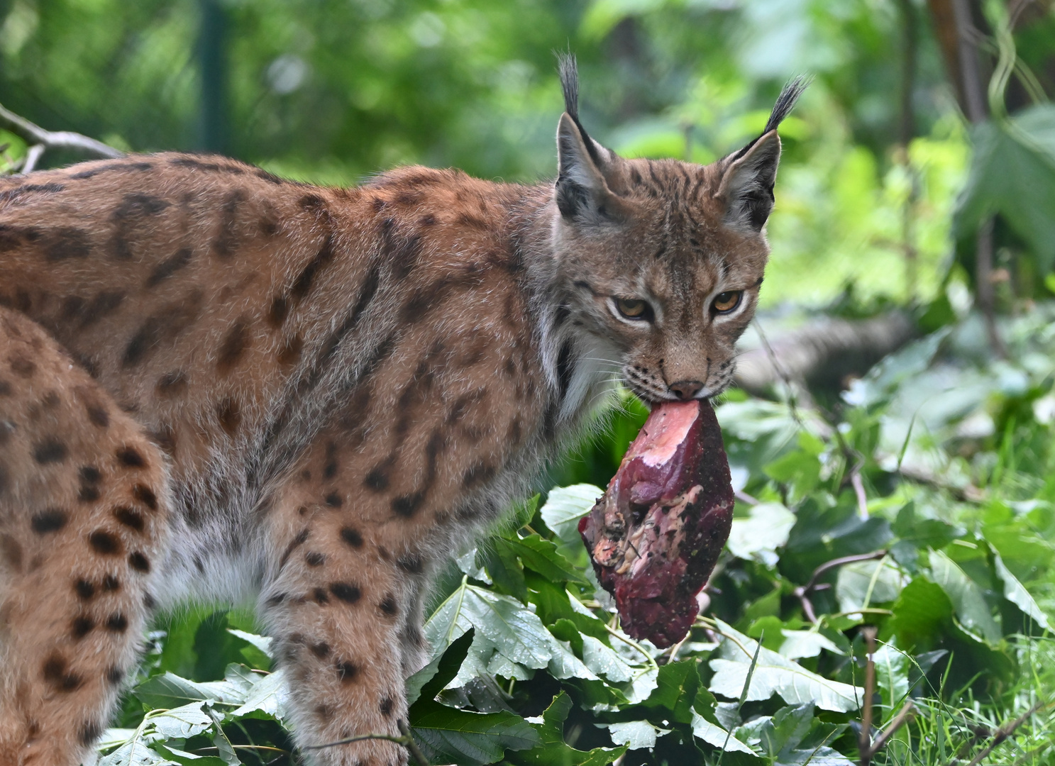 Luchs mit Mahlzeit.....