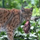 Luchs mit Mahlzeit.....