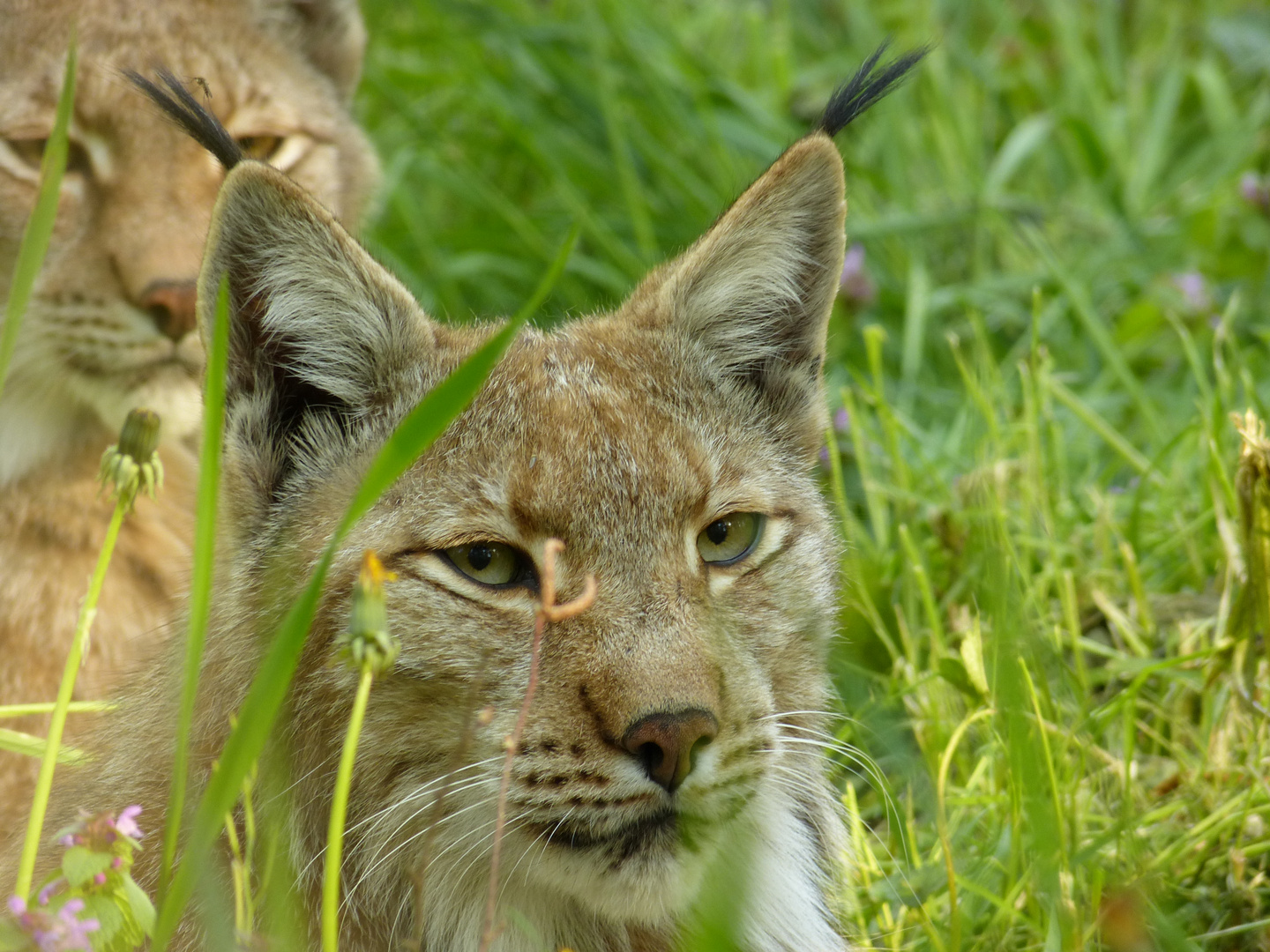 Luchs mit Mücke auf dem Pinsel