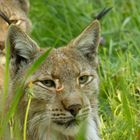 Luchs mit Mücke auf dem Pinsel