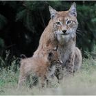 Luchs mit Nachwuchs