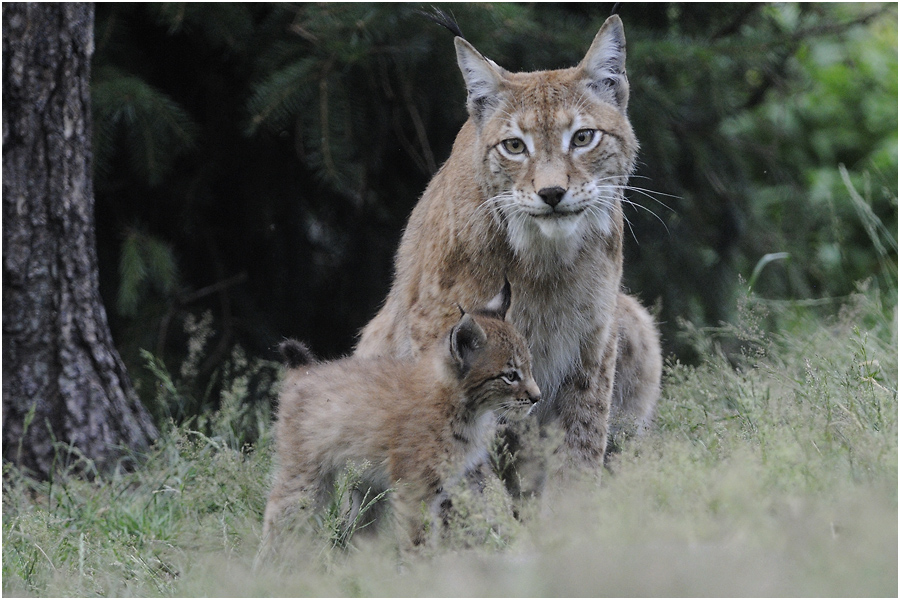 Luchs mit Nachwuchs