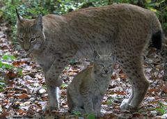 Luchs mit Nachwuchs im Tierpark Pforzheim