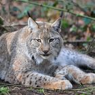 Luchs mit Winterfell