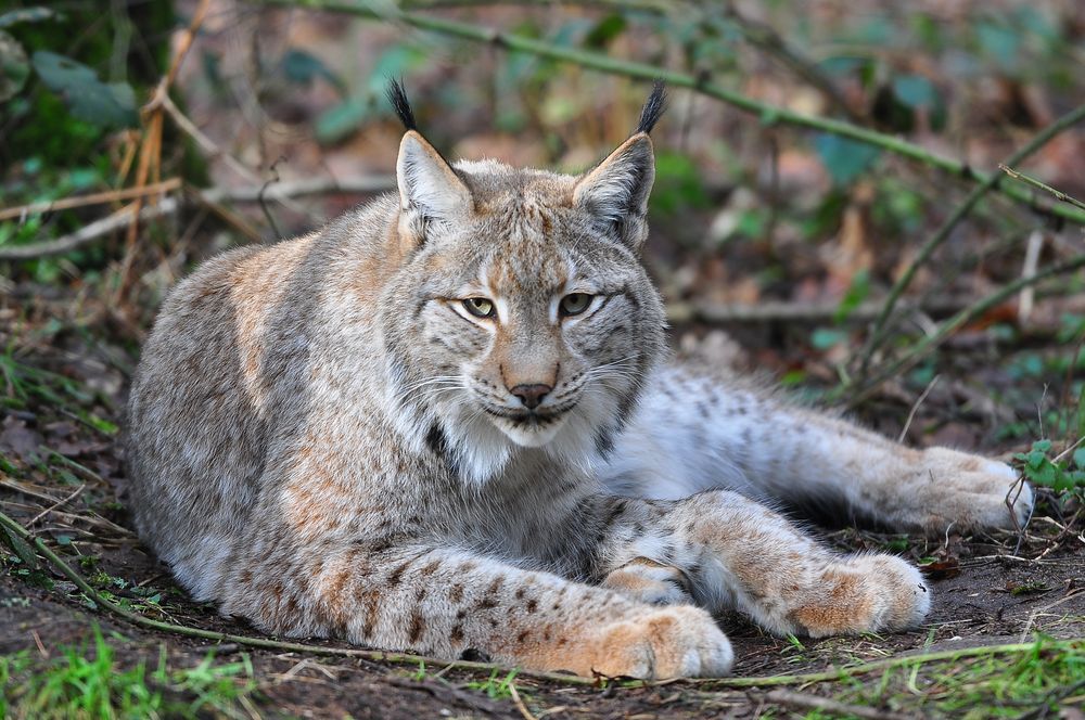 Luchs mit Winterfell