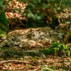 Luchs mit zwei Jungen