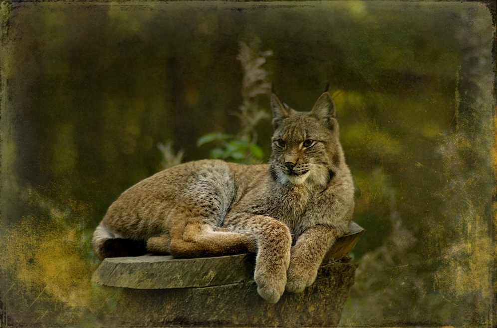 Luchs-Model