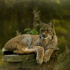 Luchs-Model