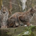 Luchs – Müdigkeit