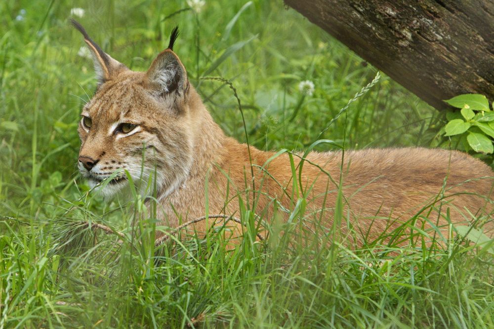 Luchs nach dem Mittagsschlaf ;)