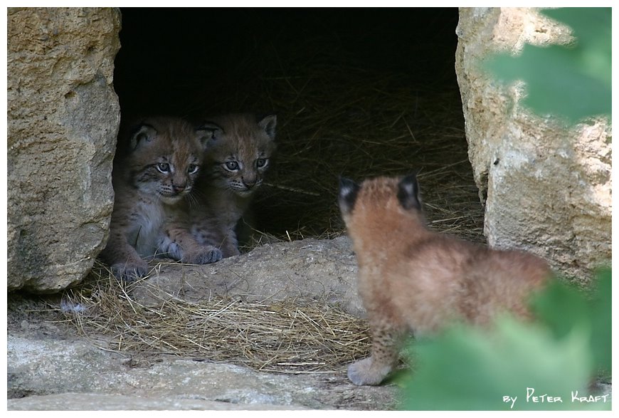 Luchs Nachwuchs