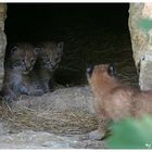 Luchs Nachwuchs