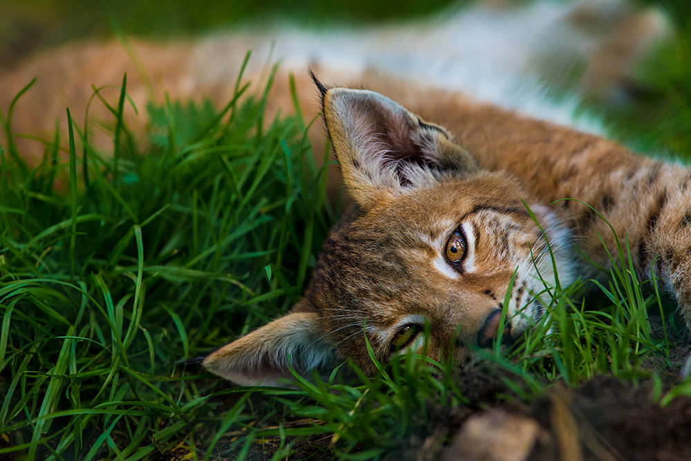 Luchs Nachwuchs