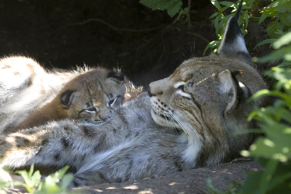 Luchs-Nachwuchs