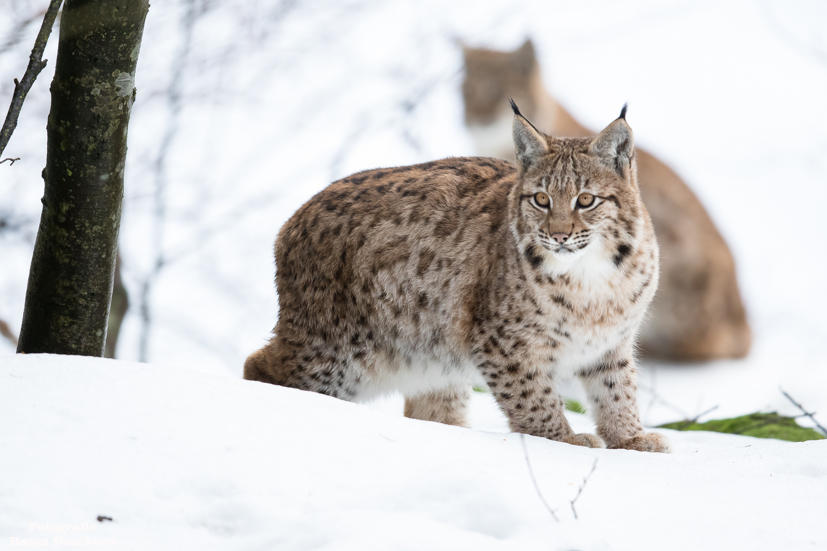 Luchs Nachwuchs im Bayerischen Nationalpark