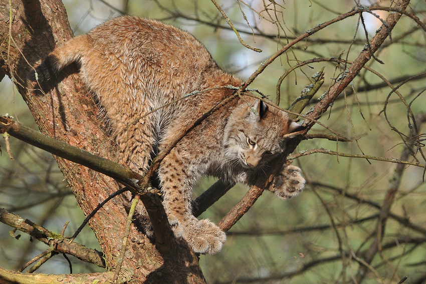 Luchs-Nässe in luftiger Höhe