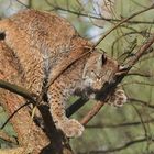 Luchs-Nässe in luftiger Höhe