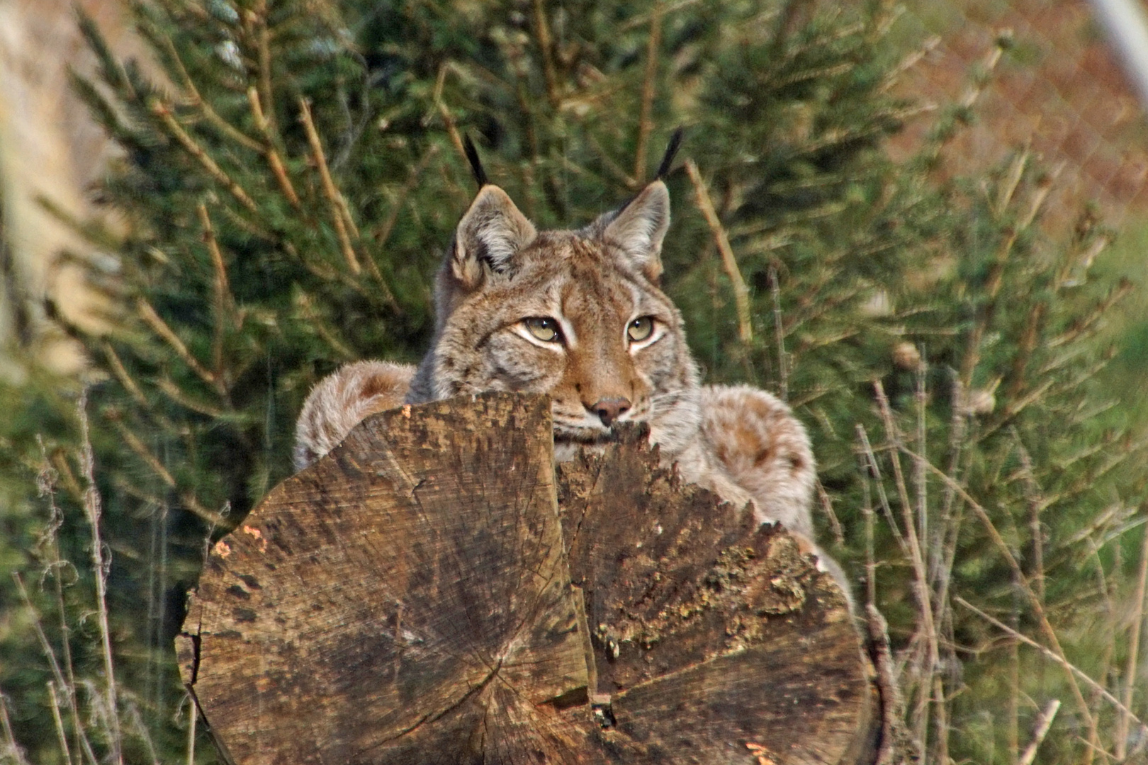 Luchs nah