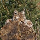 Luchs nah