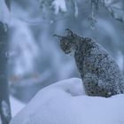 Luchs Nationalpark Bayerischer Wald