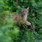 Luchs, Nationalpark Bayr. Wald 2